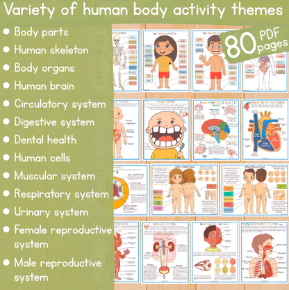 Human Anatomy Learning Bundle – Systems, Organs & Body Parts Worksheets