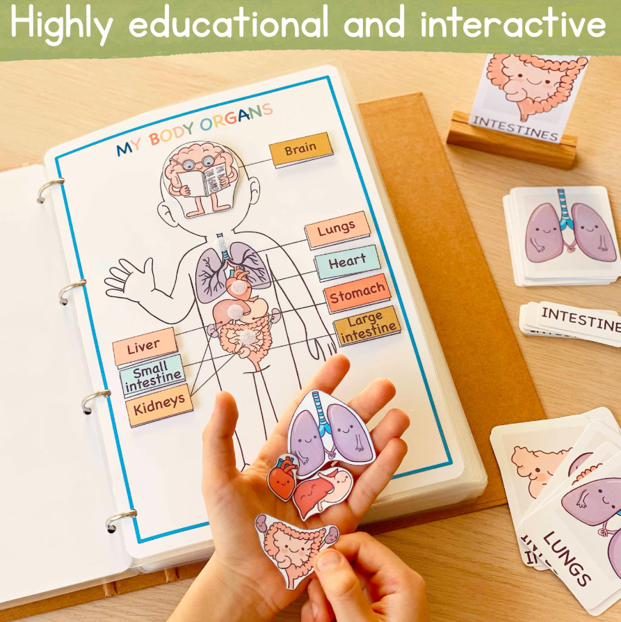 Human Anatomy Learning Bundle – Systems, Organs & Body Parts Worksheets