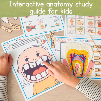 Human Anatomy Learning Bundle – Systems, Organs & Body Parts Worksheets