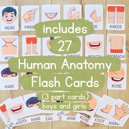 Human Anatomy Learning Bundle – Systems, Organs & Body Parts Worksheets