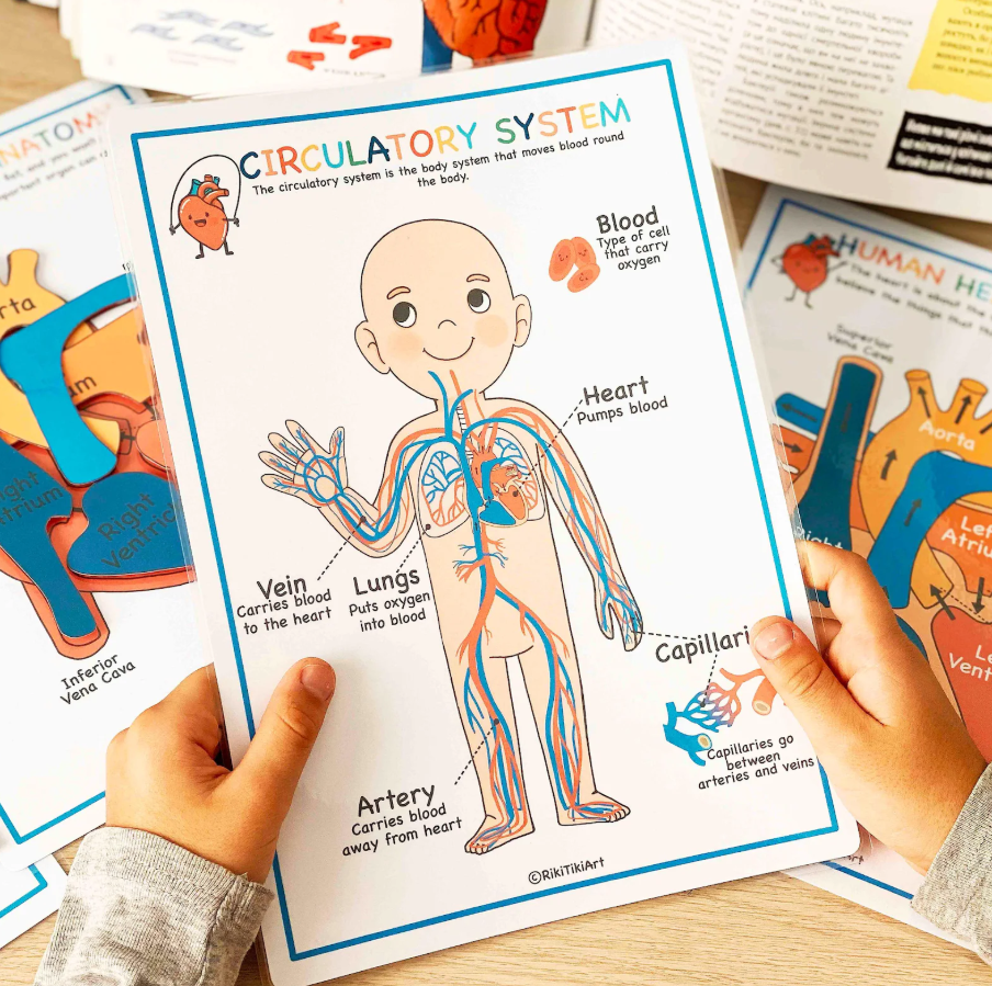 Human Anatomy Learning Bundle – Systems, Organs & Body Parts Worksheets