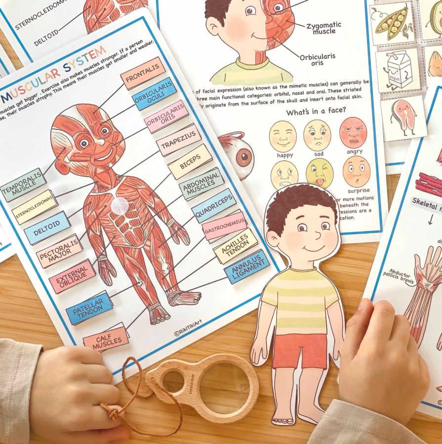 Human Anatomy Learning Bundle – Systems, Organs & Body Parts Worksheets